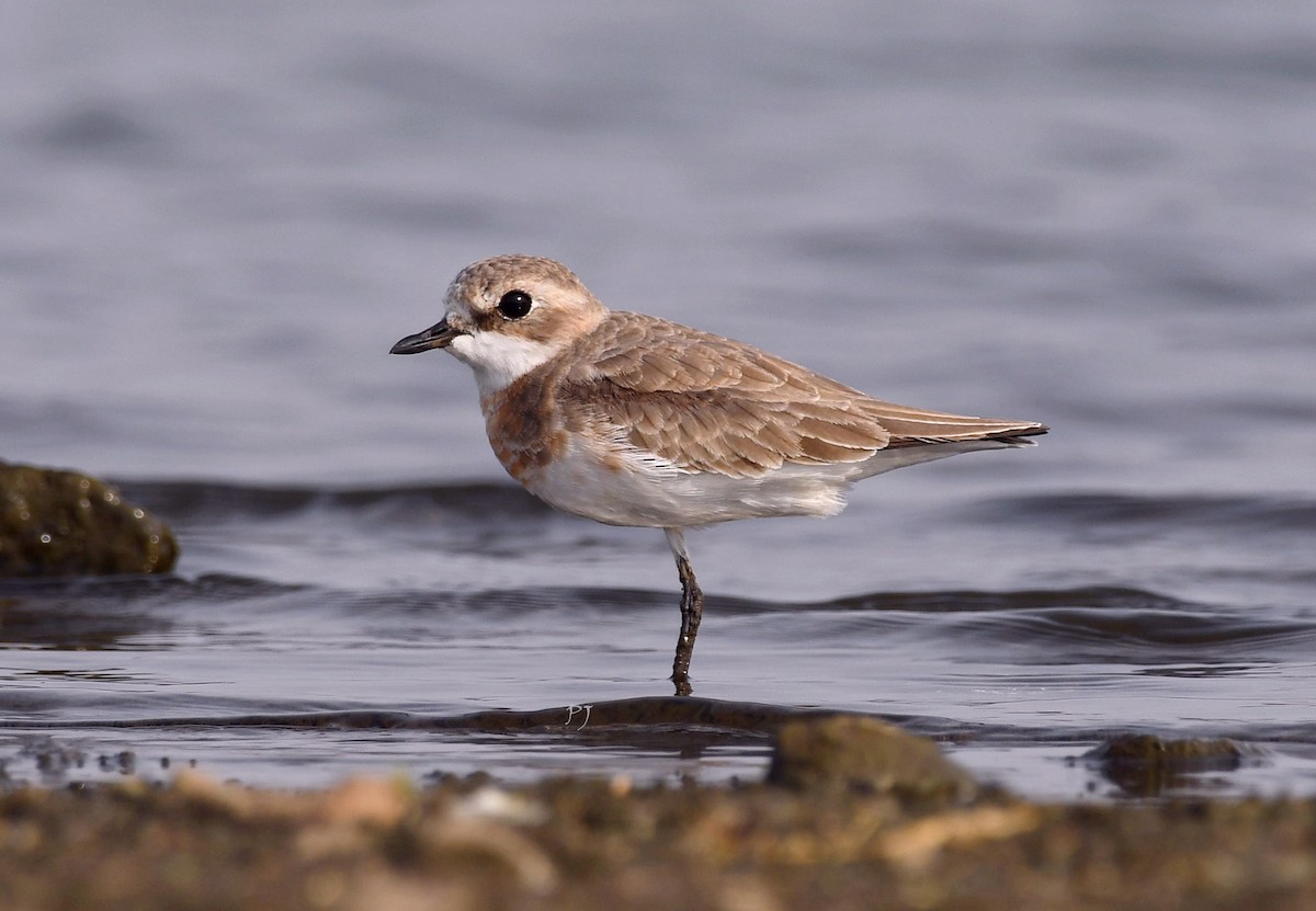 Siberian/Tibetan Sand-Plover - ML635307594