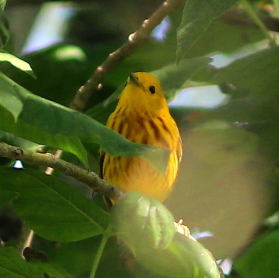 lesňáček zlatotemenný - ML635307607