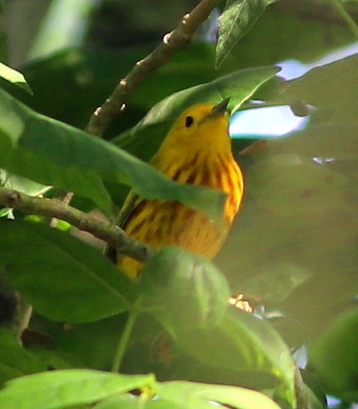 lesňáček zlatotemenný - ML635307608