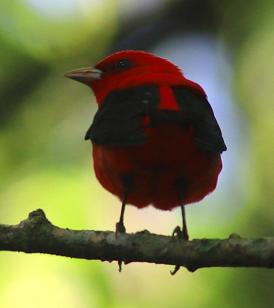 piranga šarlatová - ML635307617