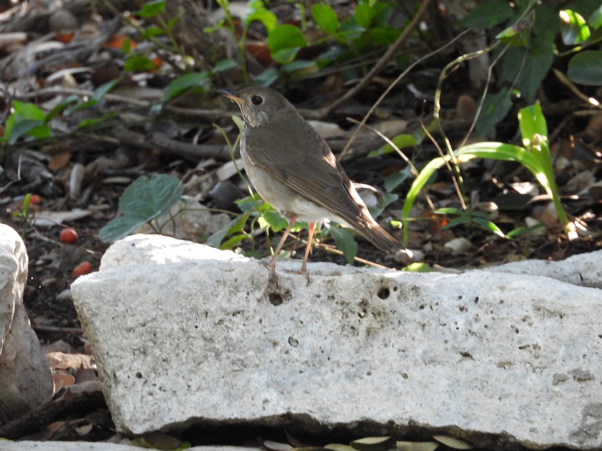 Gray-cheeked Thrush - ML635307624