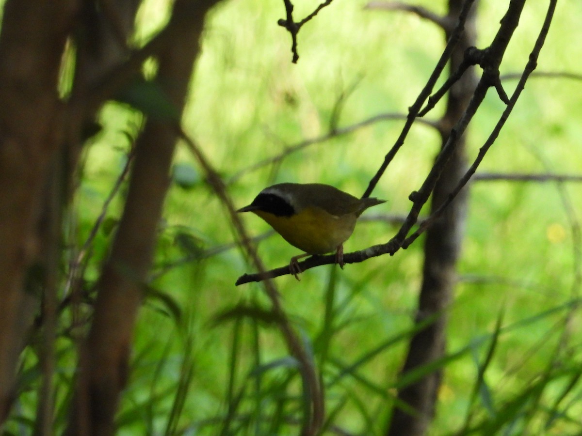 Common Yellowthroat - ML635307635