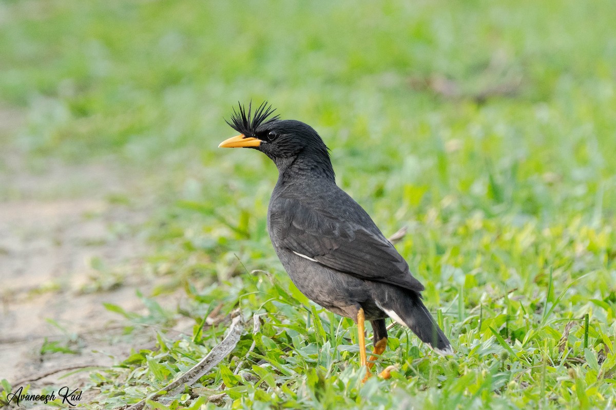Great Myna - ML635307674