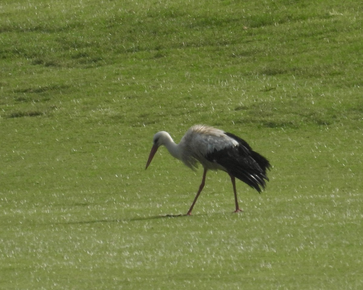 stork - ML635307762