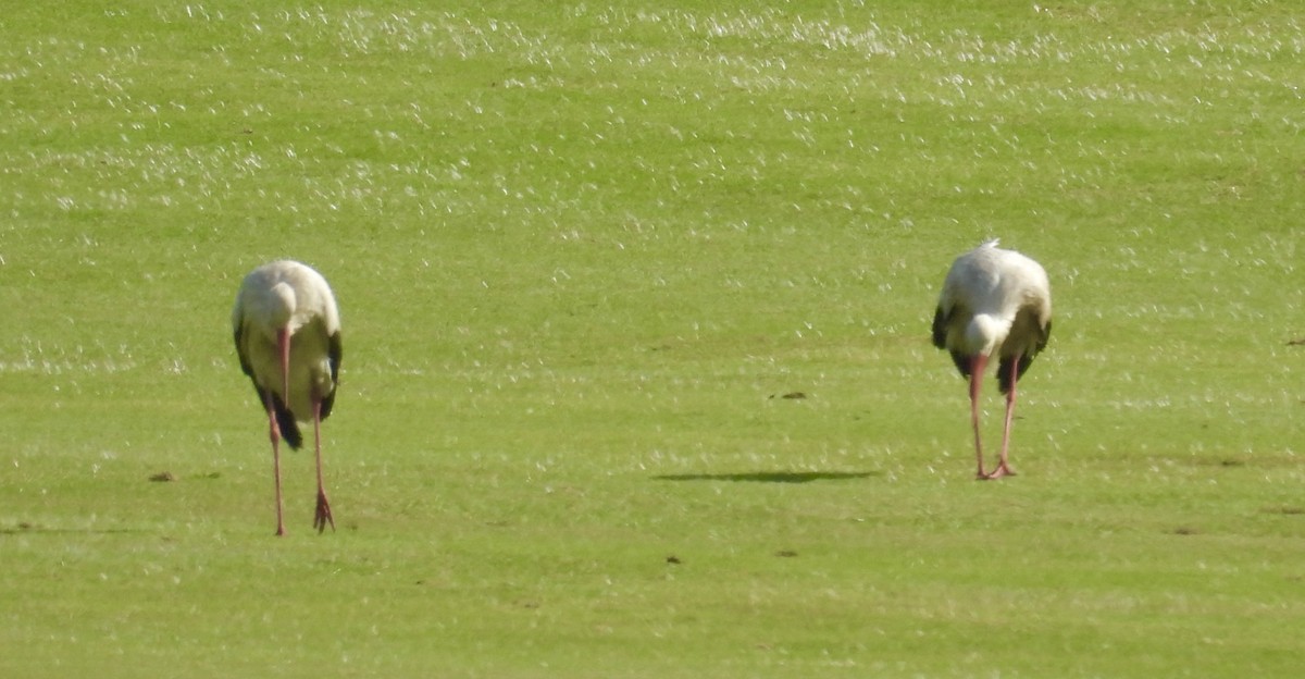 stork - ML635307763