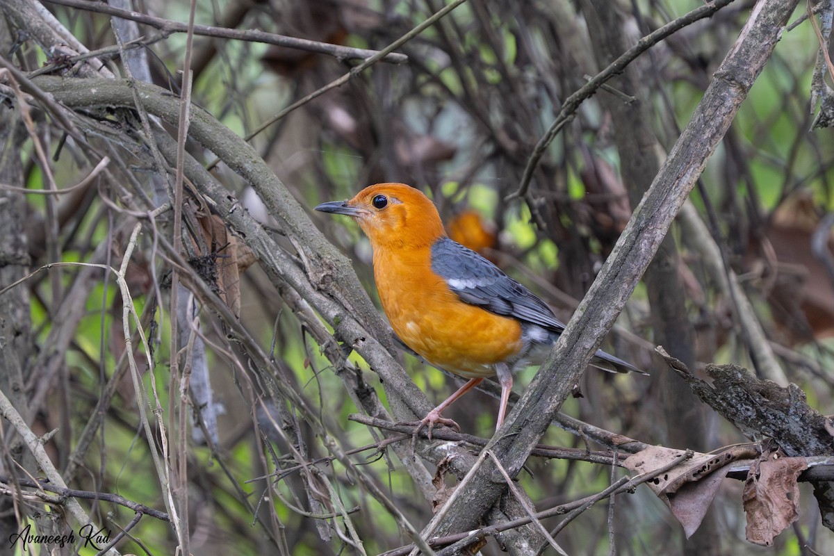 Orange-headed Thrush - ML635307765
