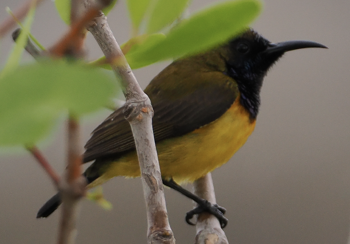 Ornate Sunbird - ML635307784