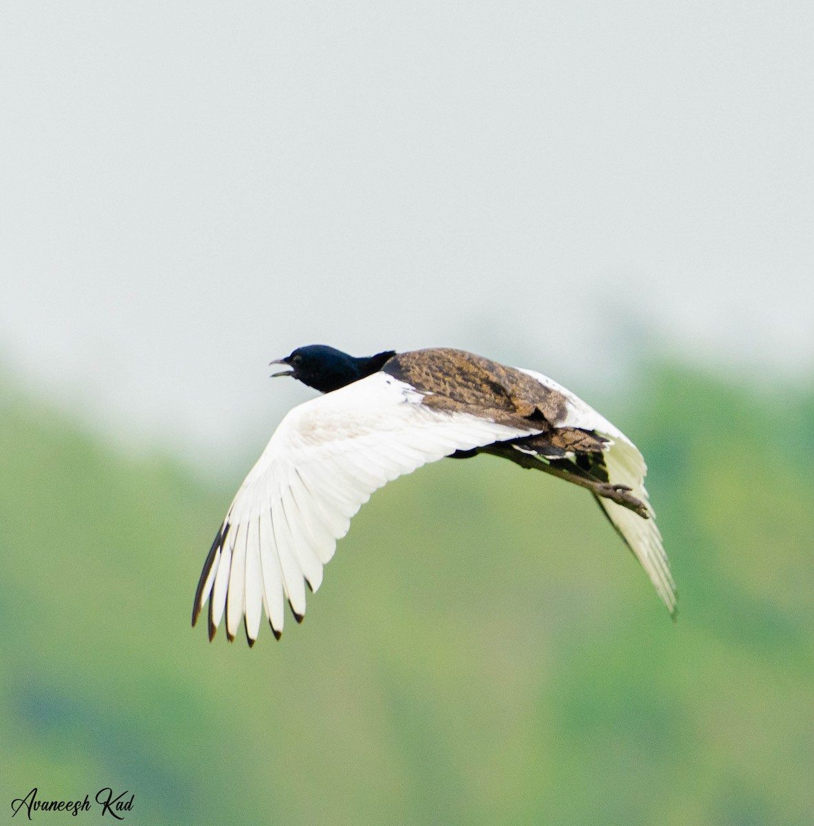 Bengal Florican - ML635307797