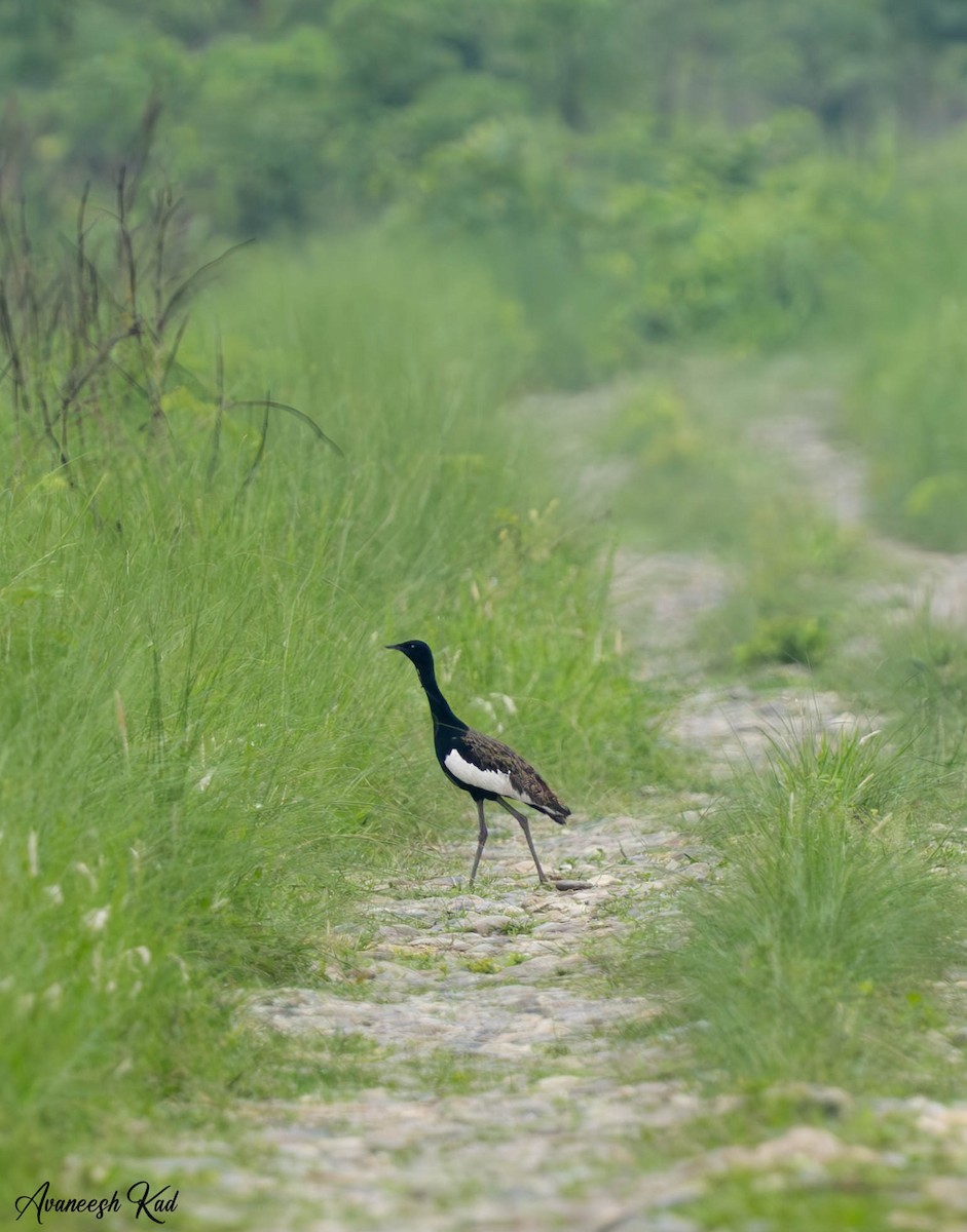 Bengal Florican - ML635307798