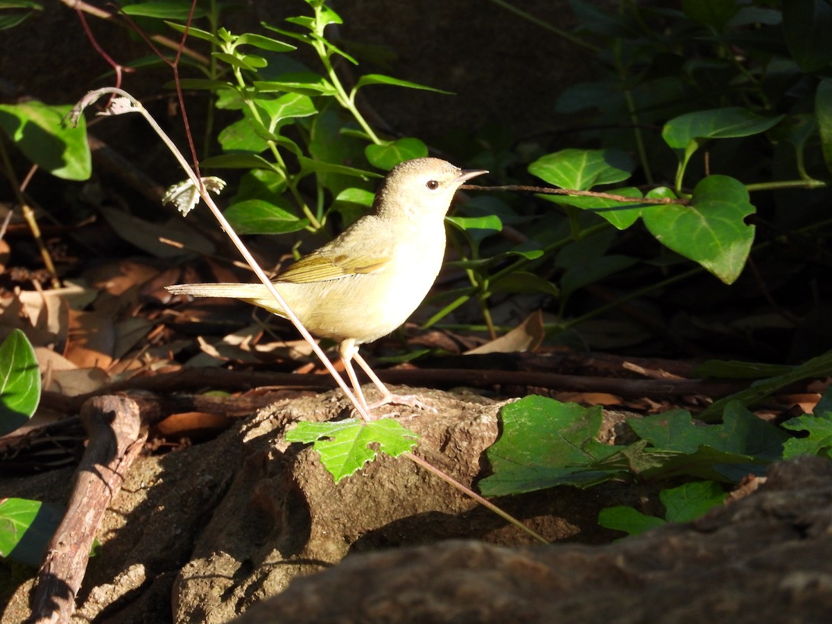 Common Yellowthroat - ML635307828
