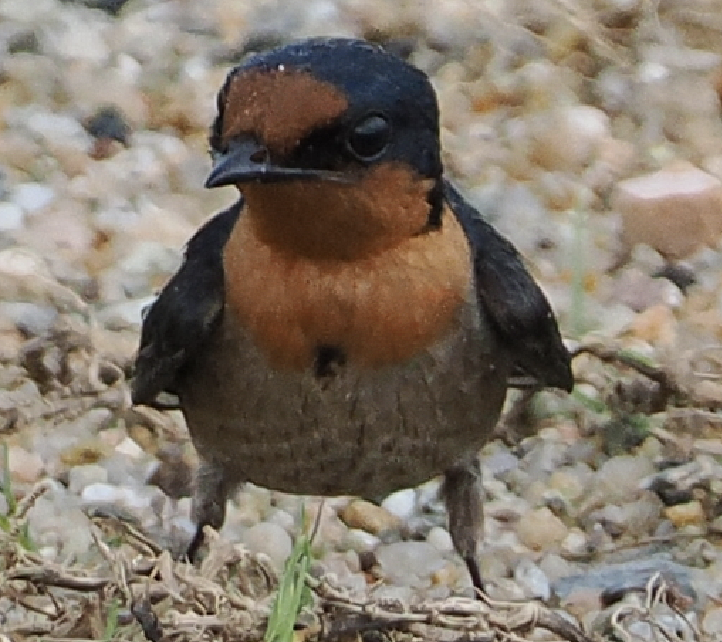 Pacific Swallow - ML635307872