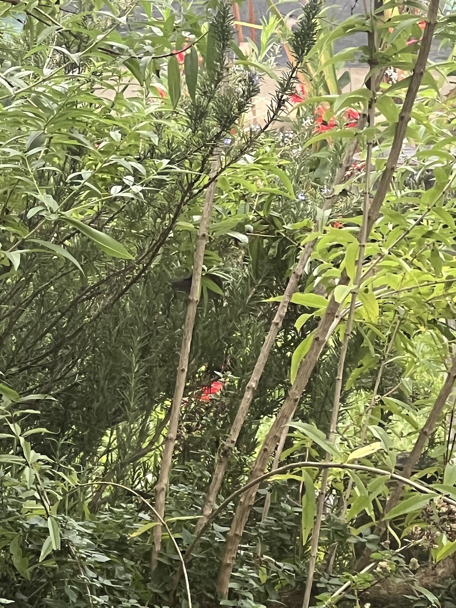 Barratt's Warbler - ML635307986