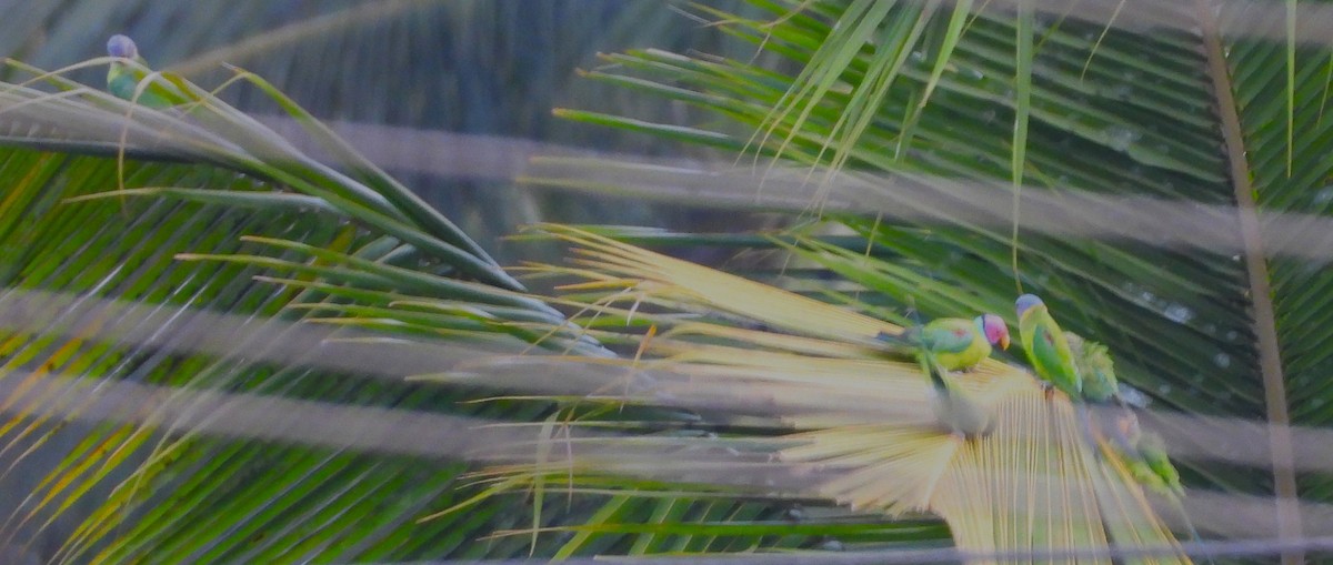 Plum-headed Parakeet - ML635307988