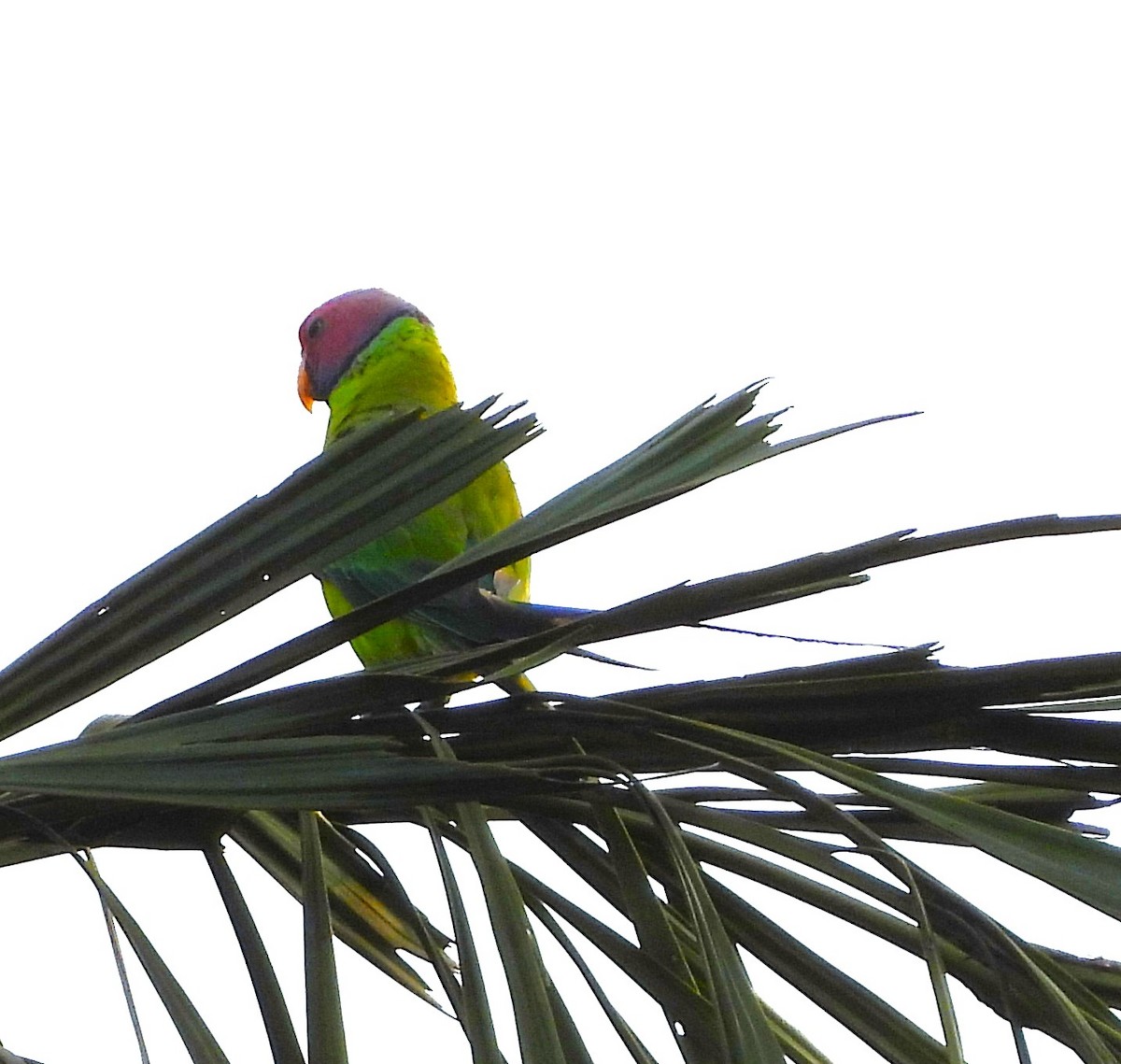 Plum-headed Parakeet - ML635307989