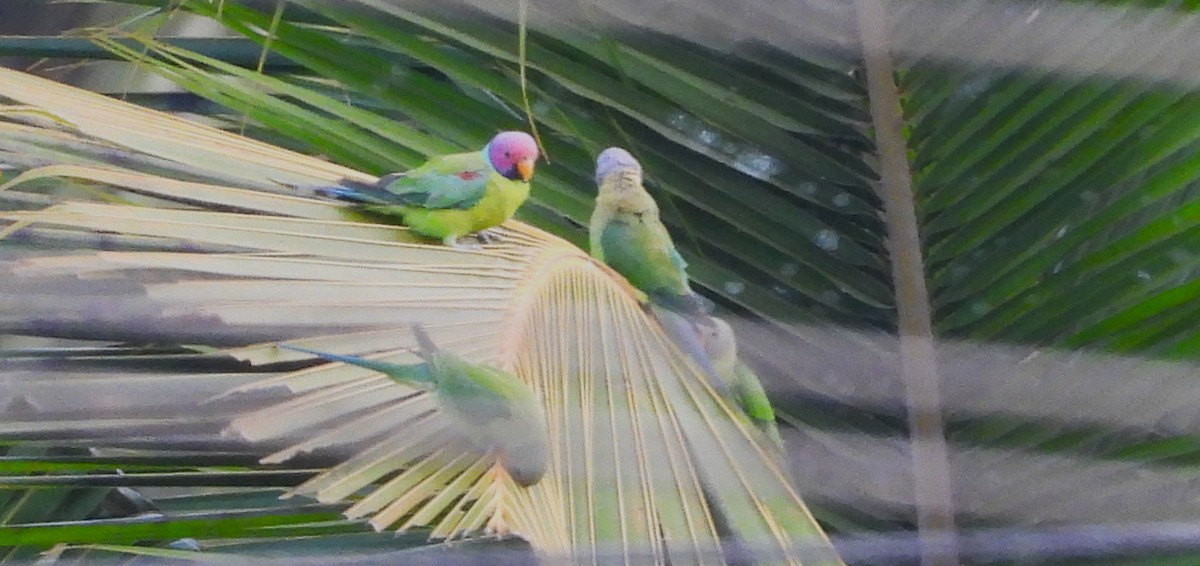 Plum-headed Parakeet - ML635307990
