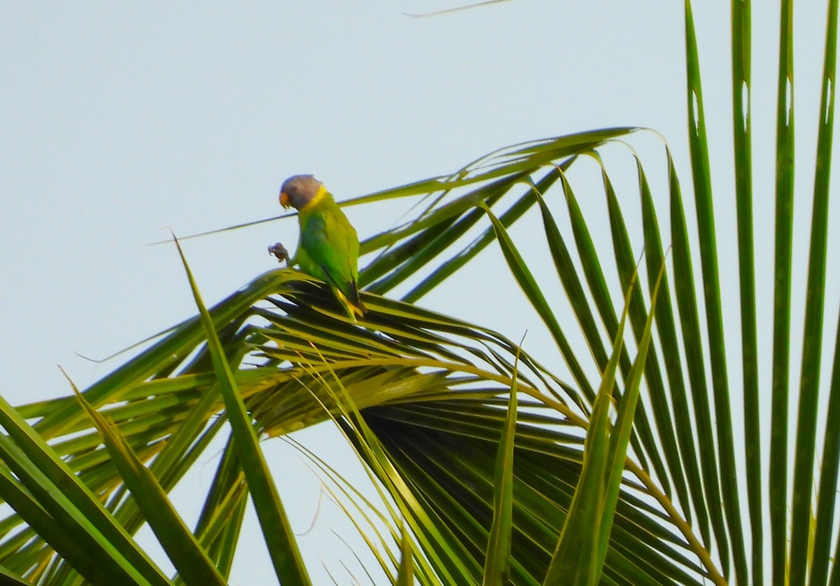 Plum-headed Parakeet - ML635307991