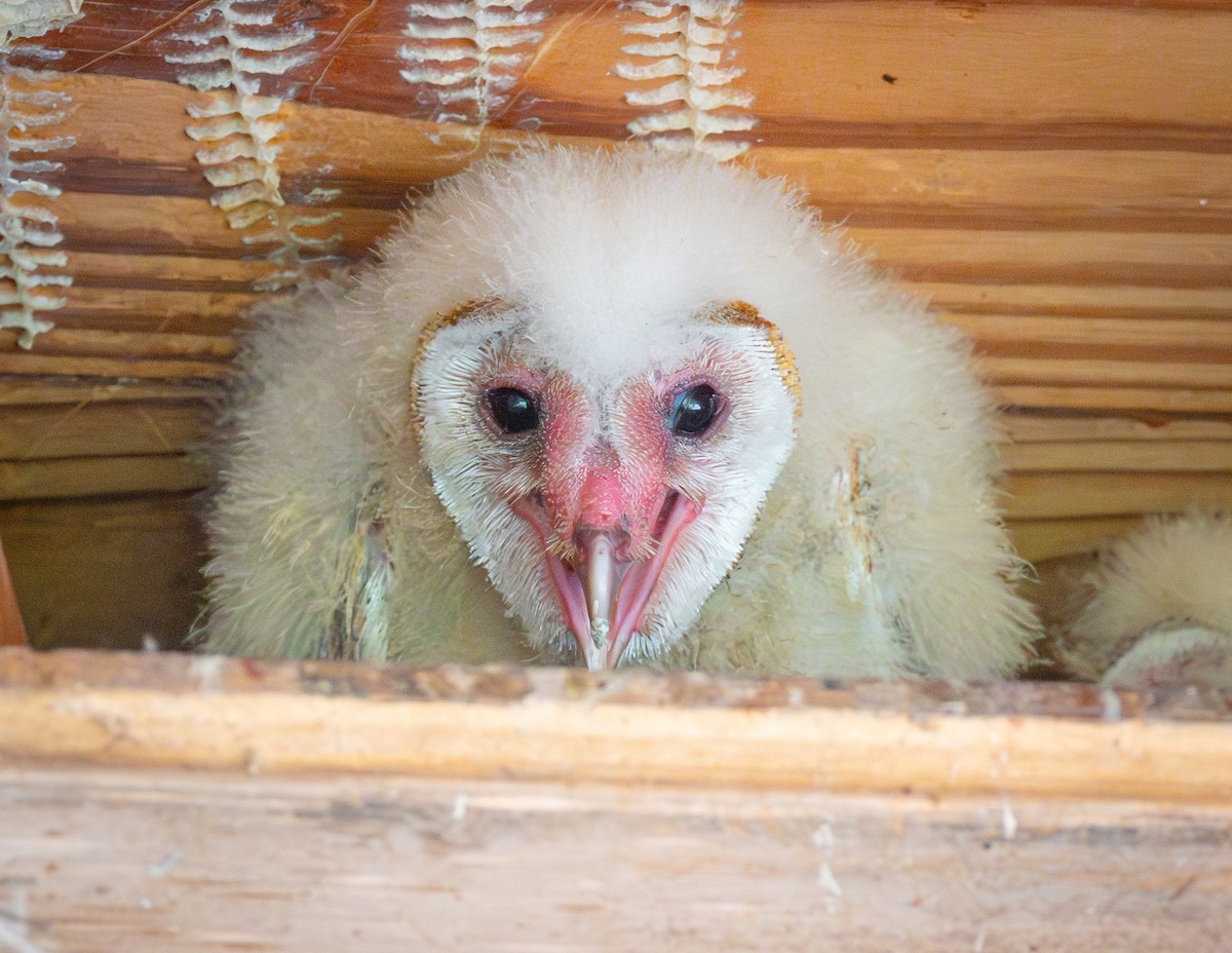 American Barn Owl - Trevor Ambrico