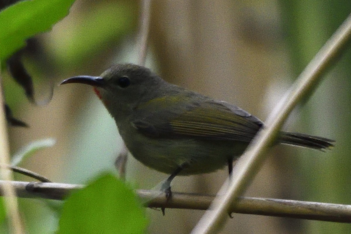 Crimson Sunbird - ML635308125