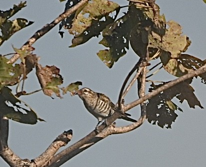 Horsfield's Bronze-Cuckoo - ML635308143