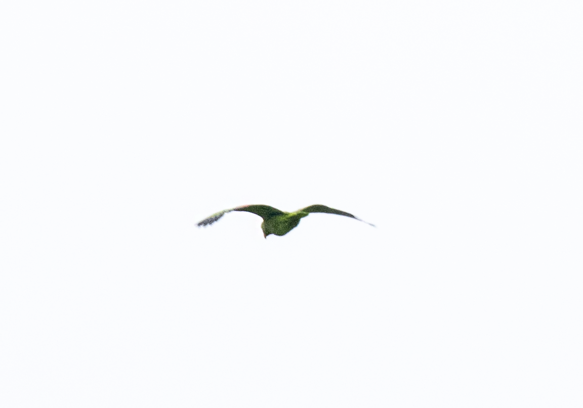 Red-crowned Amazon - ML635308150