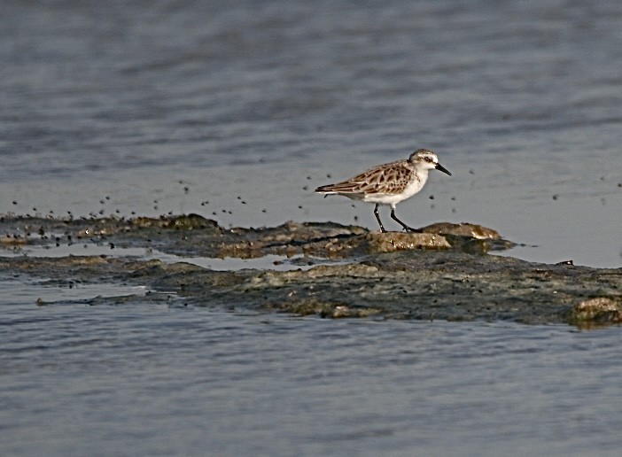 Red-necked Stint - ML635308156
