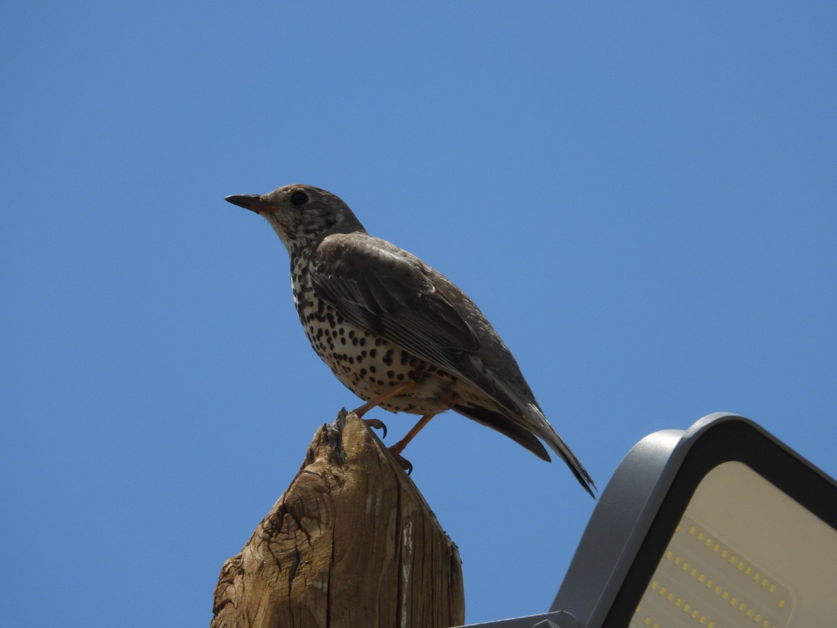 Mistle Thrush - ML635308159