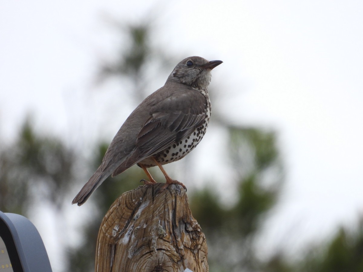 Mistle Thrush - ML635308160