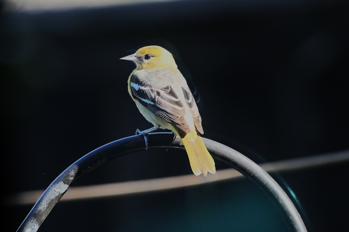 Baltimore Oriole - ML635308163