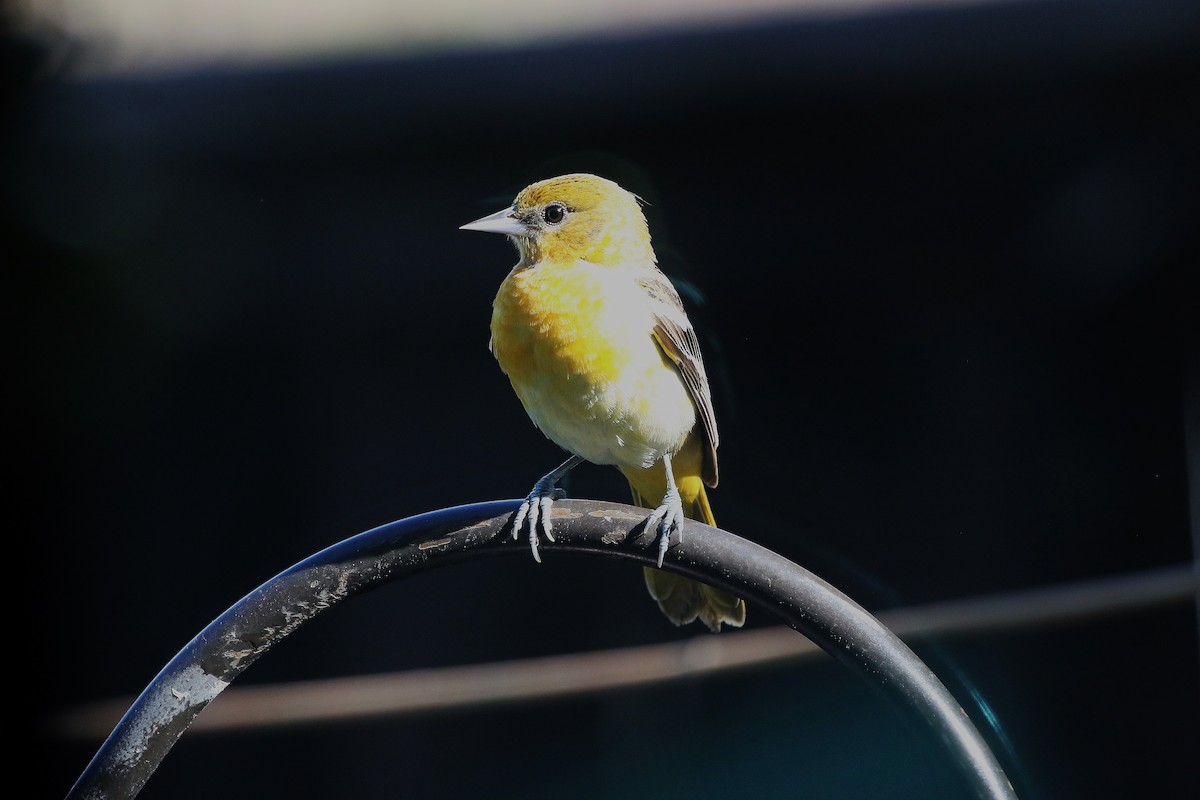 Baltimore Oriole - ML635308164