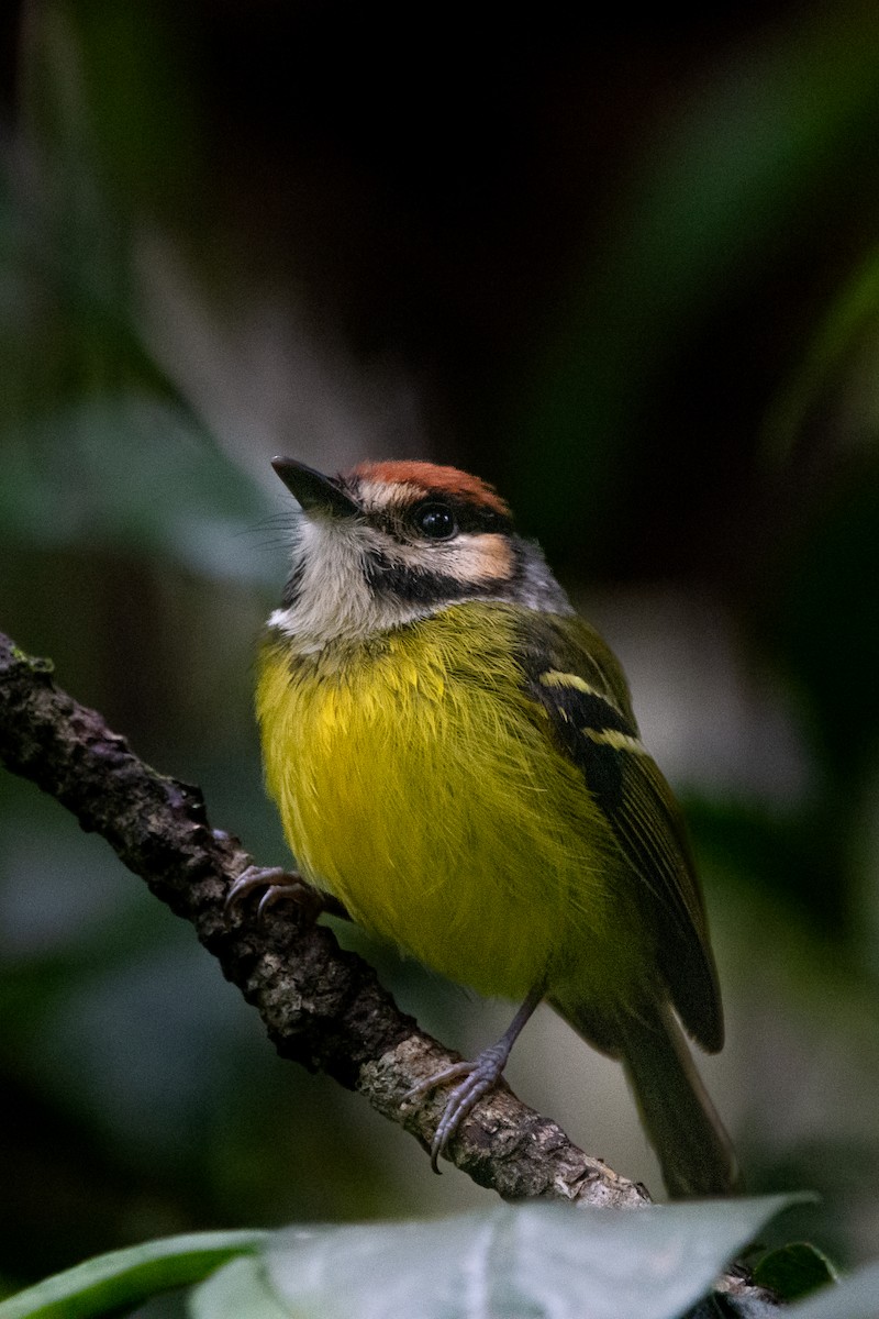 Rufous-crowned Tody-Flycatcher - ML635308196