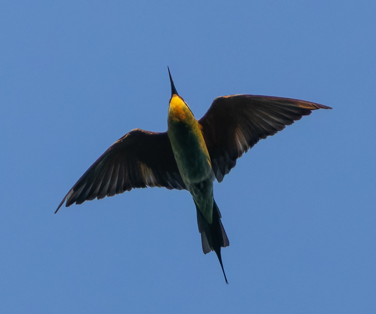 Blue-cheeked Bee-eater - ML635308202