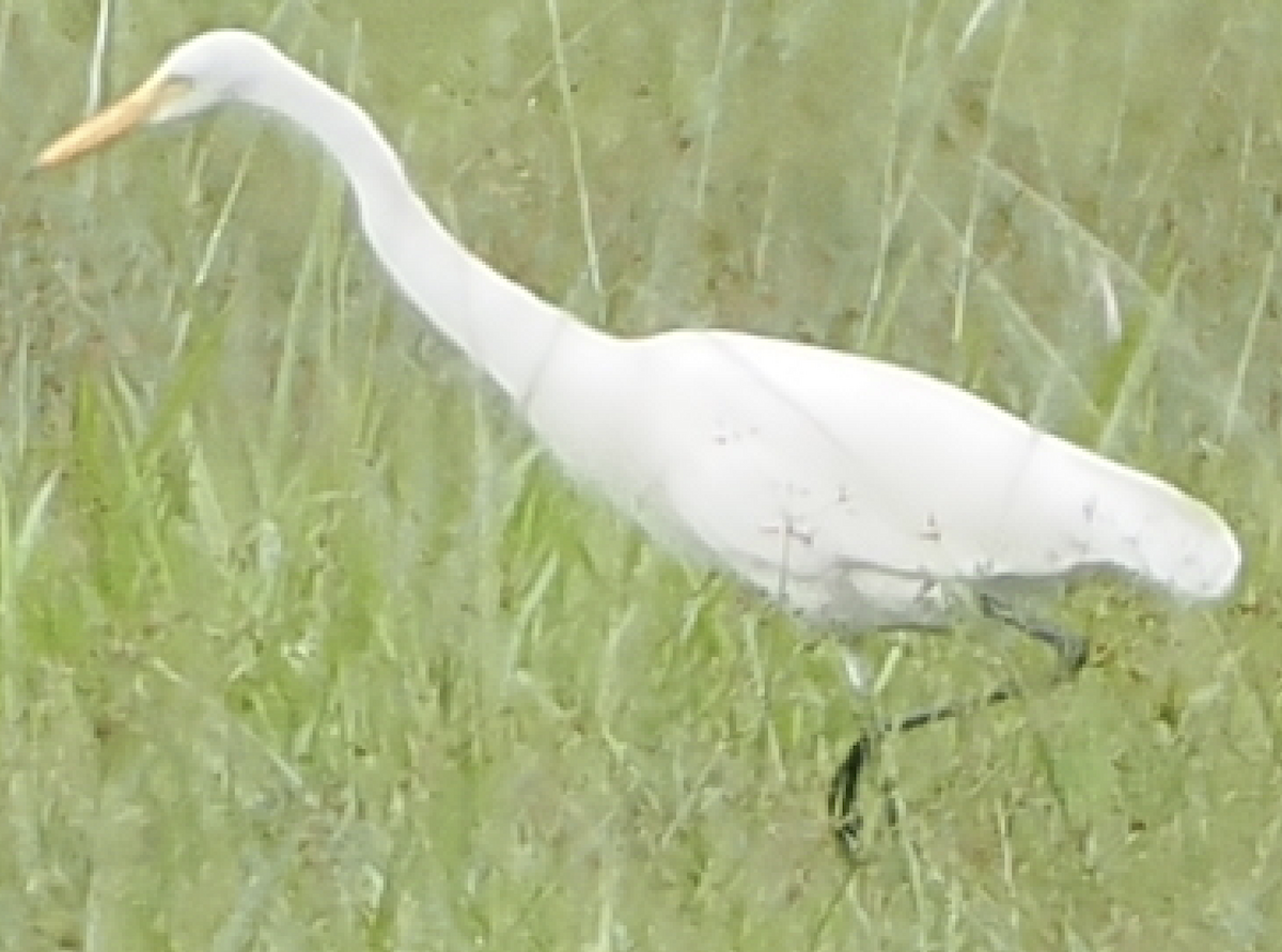Medium Egret - ML635308212