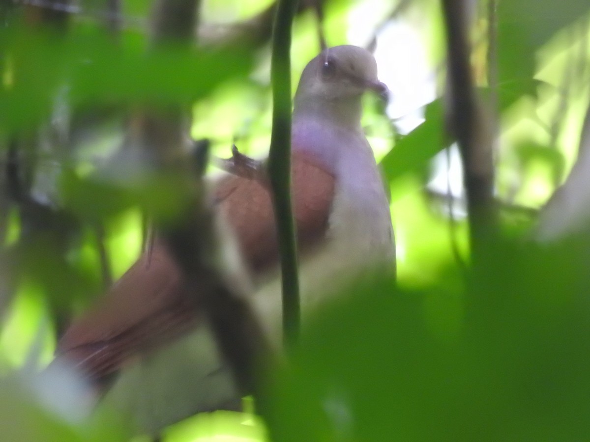 Violaceous Quail-Dove - ML635308214