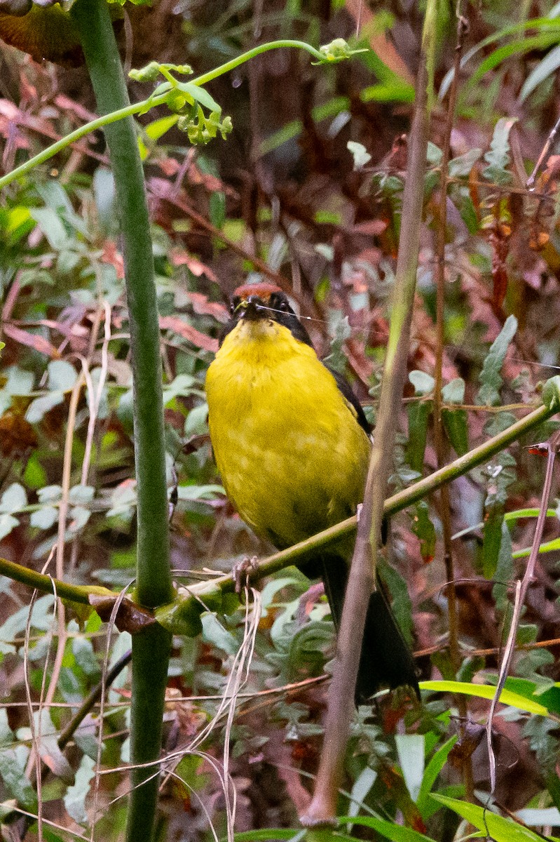 Yellow-breasted Brushfinch - ML635308239