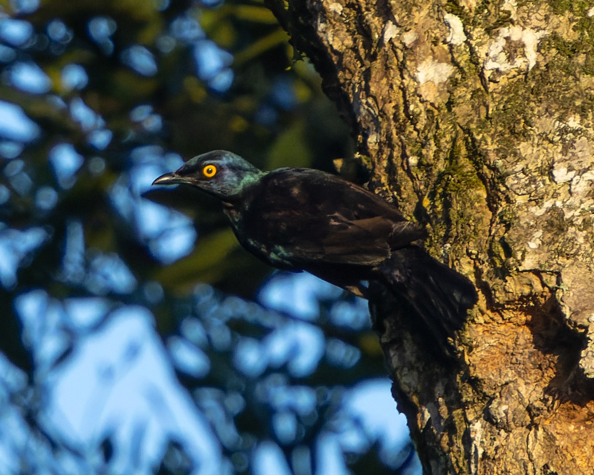 Black-bellied Starling - ML635308256
