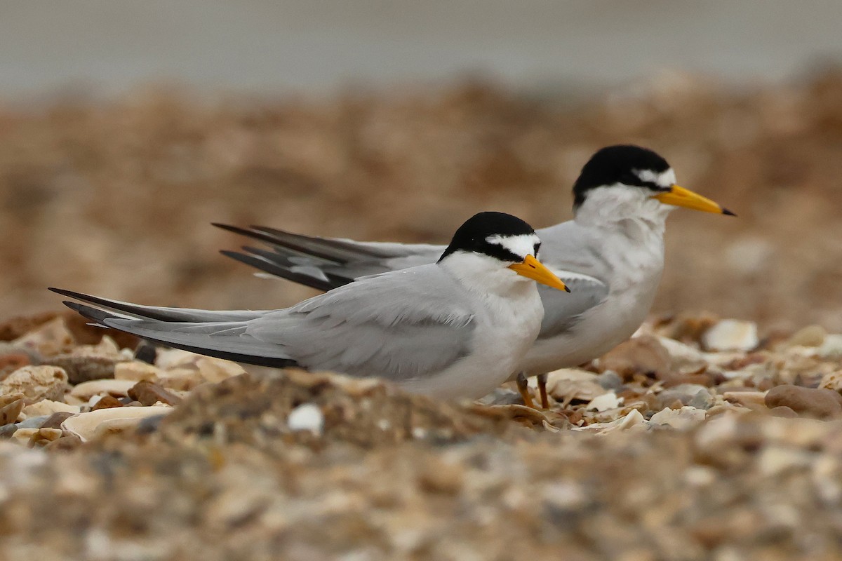 Least Tern - ML635308276