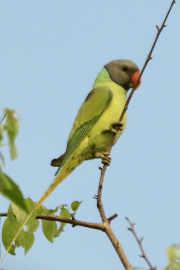 Gray-headed Parakeet - ML635308316