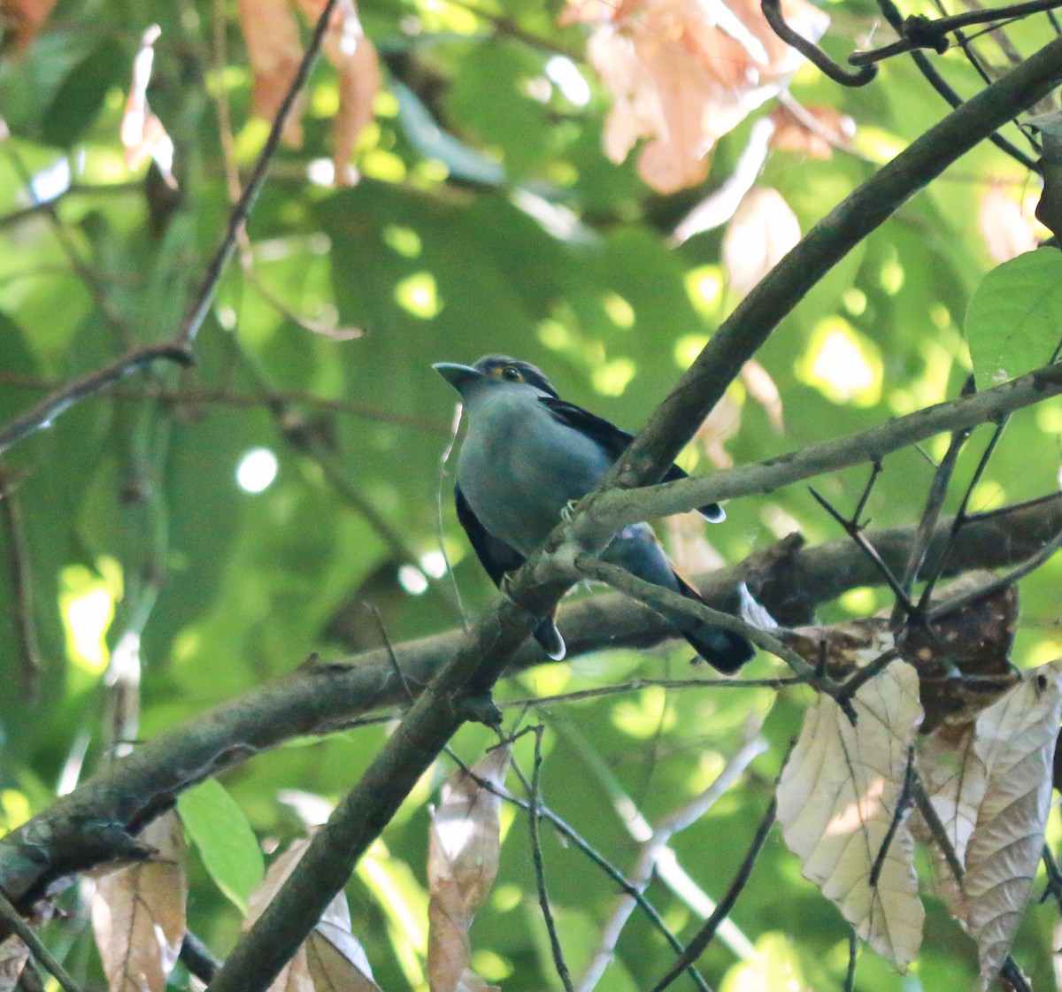 Gray-lored Broadbill - ML635308322