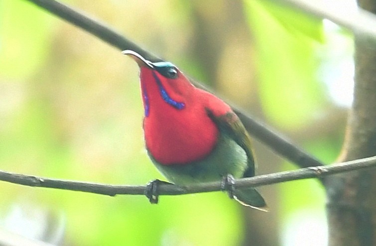 Crimson Sunbird - ML635308413