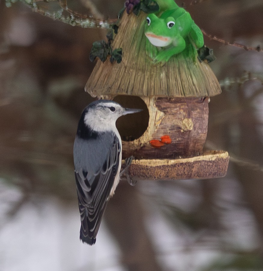 White-breasted Nuthatch - ML635308454