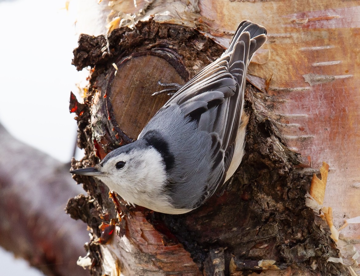 White-breasted Nuthatch - ML635308478