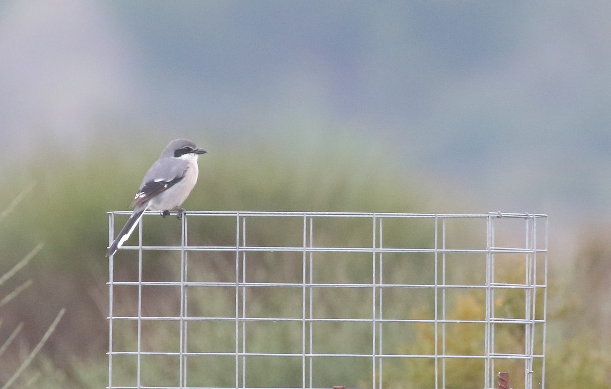 Iberian Gray Shrike - ML635308480