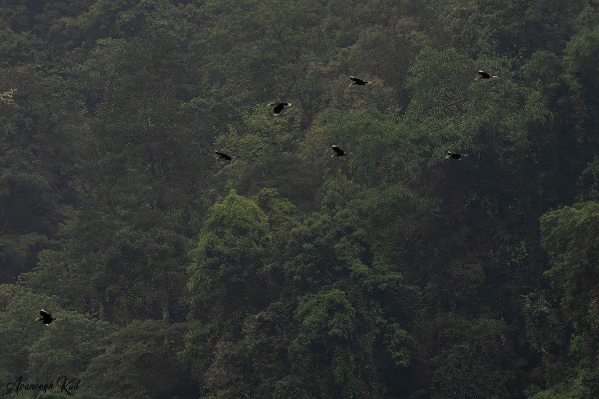 Rufous-necked Hornbill - ML635308599