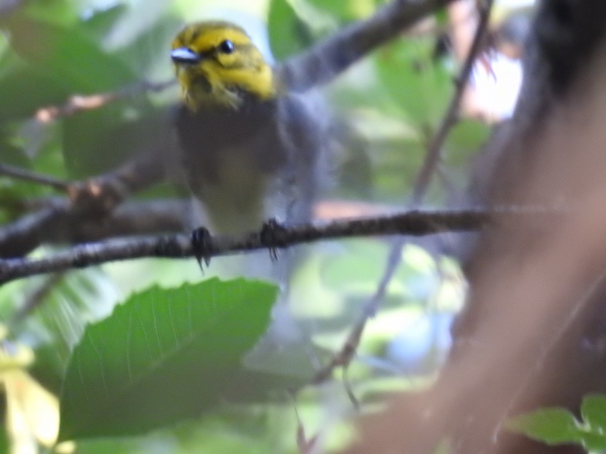 Grünmantel-Waldsänger - ML635308624