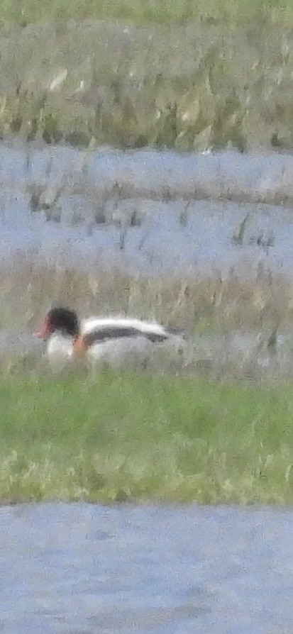 Common Shelduck - ML635308644