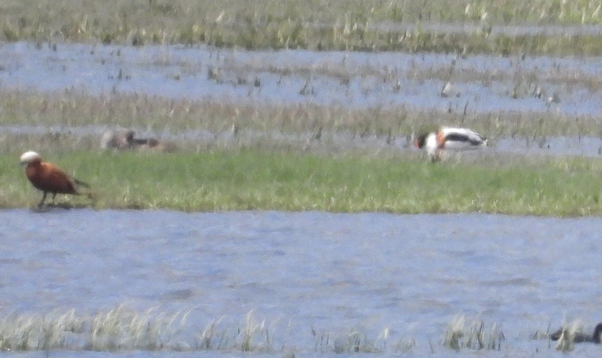 Common Shelduck - ML635308645