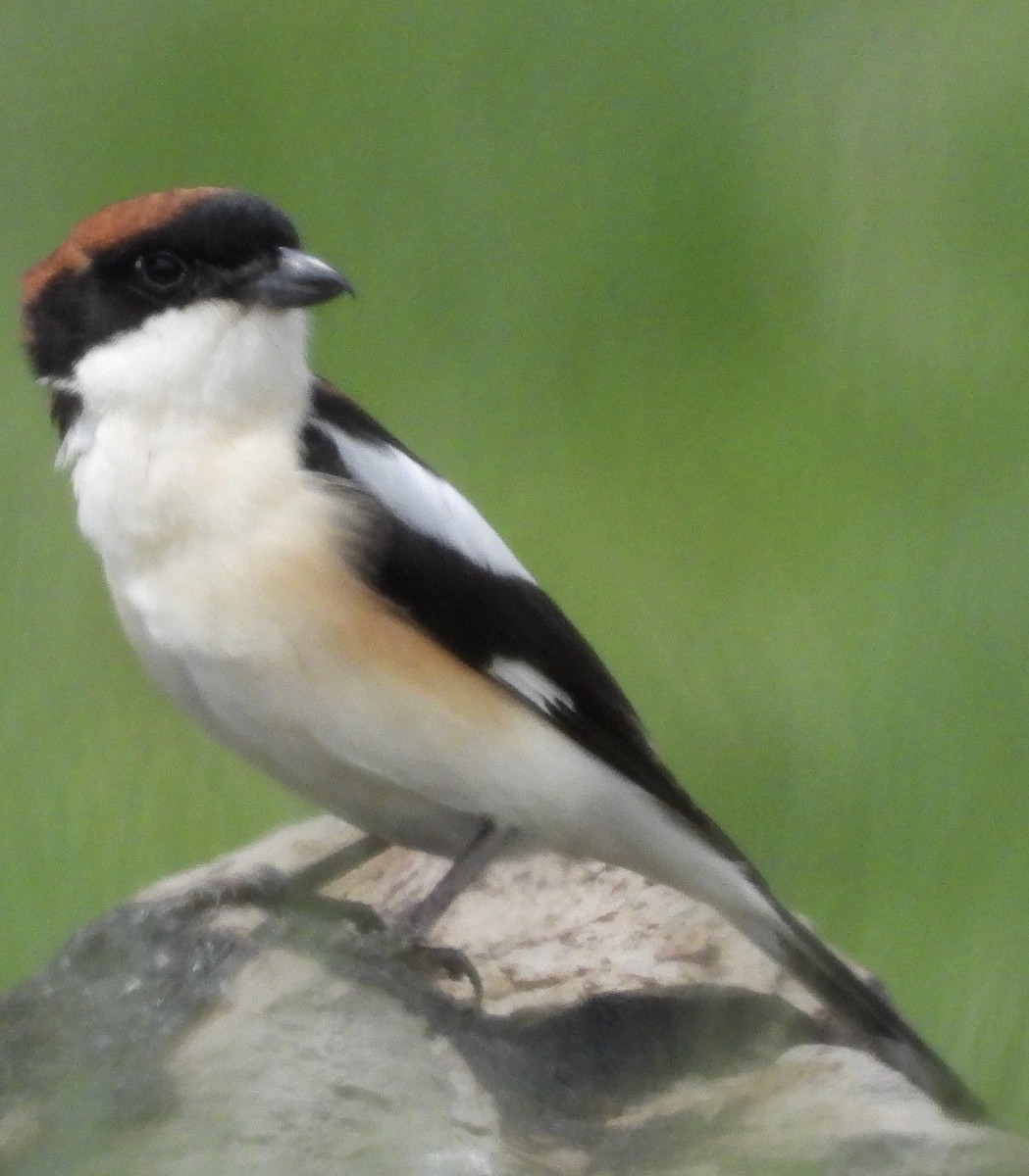 Woodchat Shrike - ML635308660