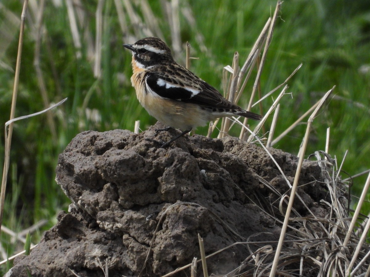 Whinchat - ML635308687
