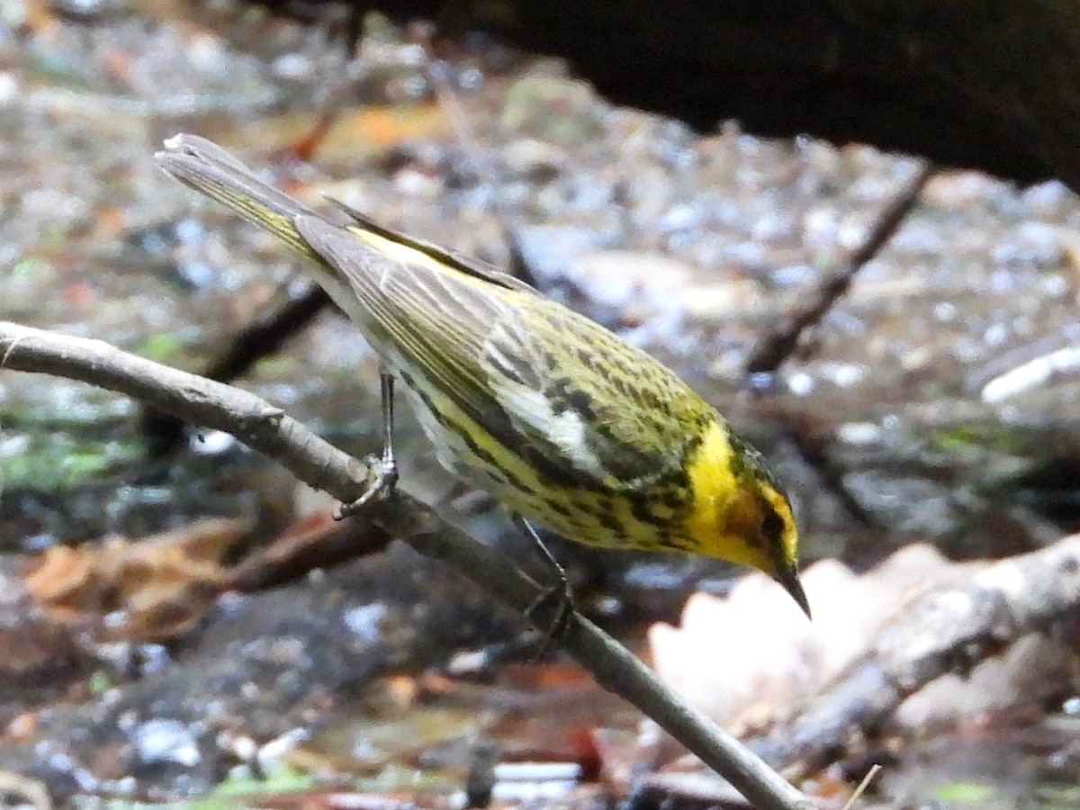 Cape May Warbler - ML635308783