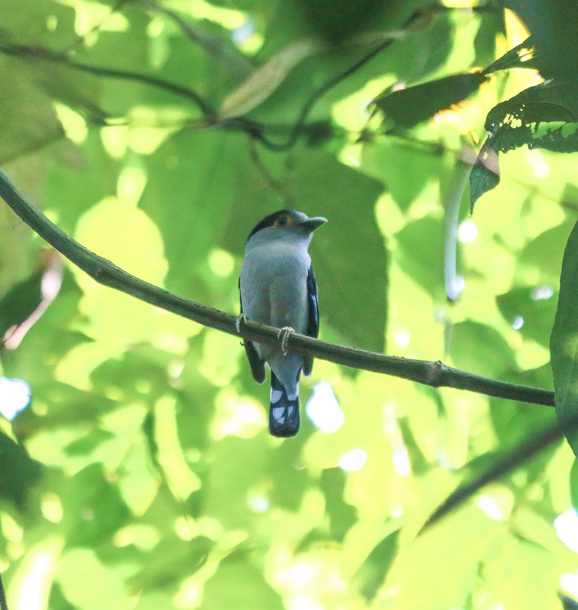 Gray-lored Broadbill - ML635308803